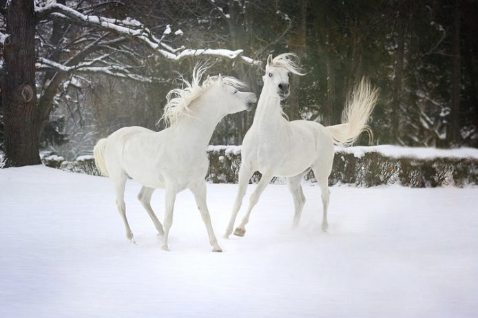 snow-3063835_960_720 CHO