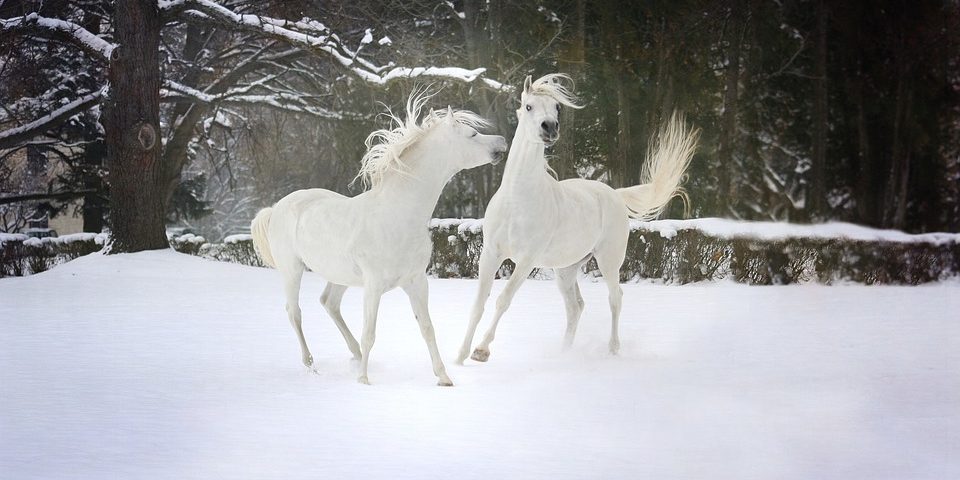 snow-3063835_960_720 CHO