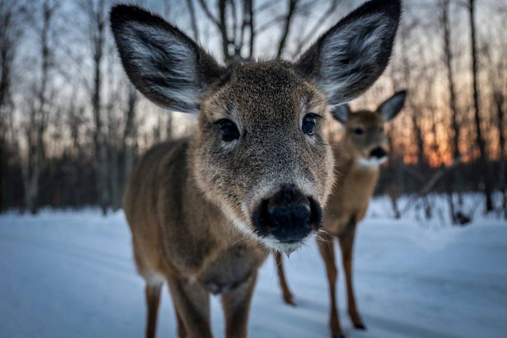 Canada
