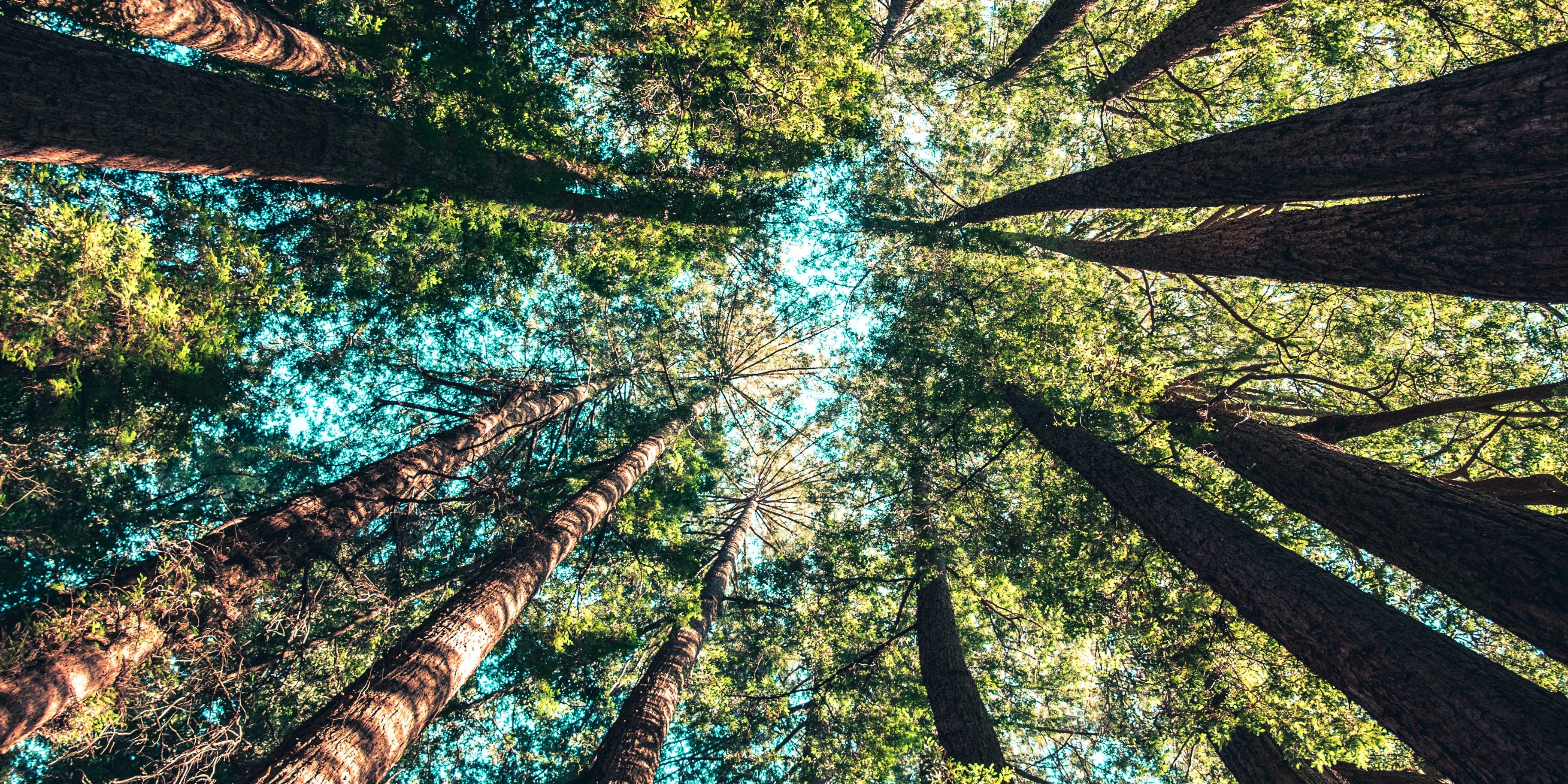 casey-horner-487085-unsplash RSE