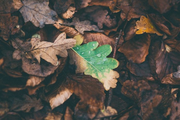 leaves-1149004_960_720