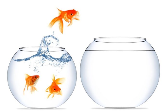 Fish zone de confort