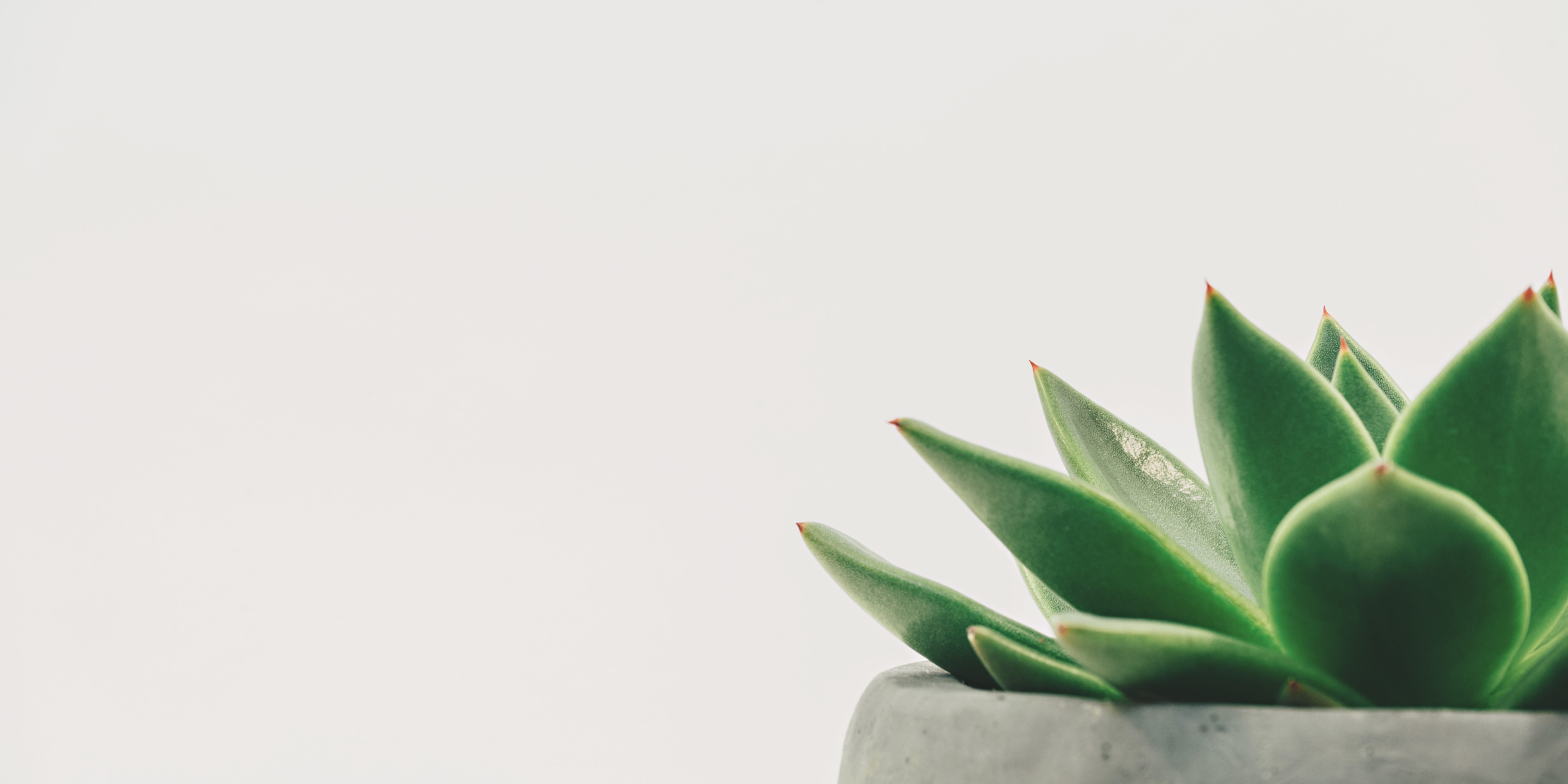 scott-webb-hDyO6rr3kqk-unsplash