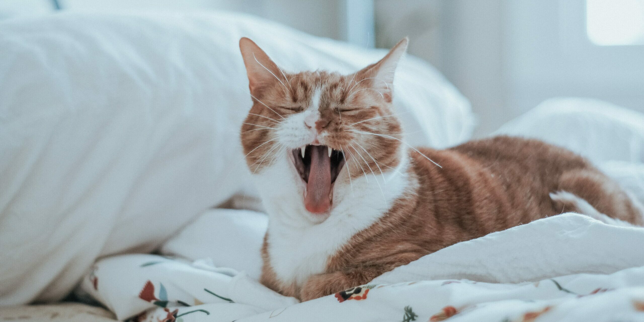 timothy-meinberg-b079C-_tUbM-unsplash